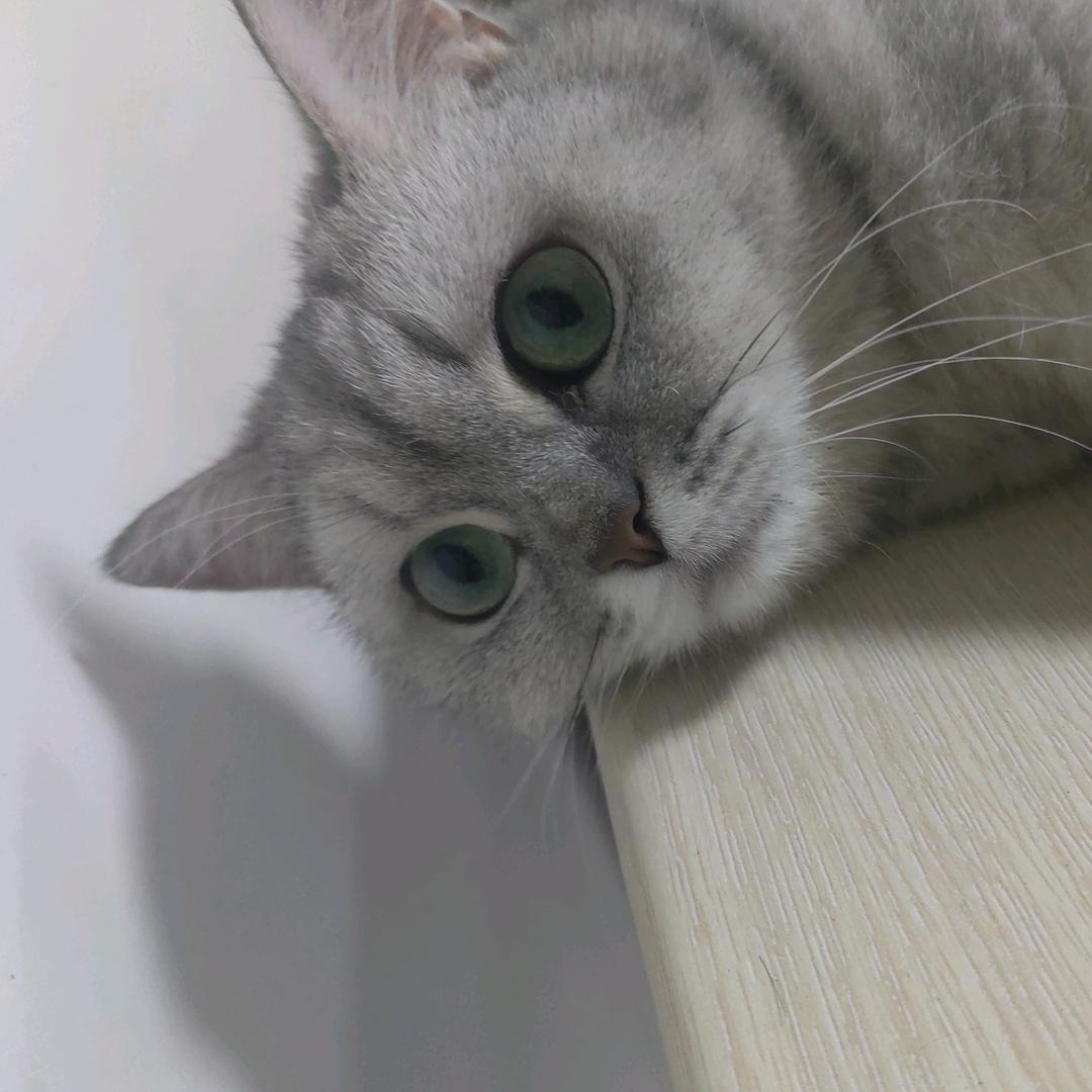 你想帮鼠老板偷走美味猫宝吗