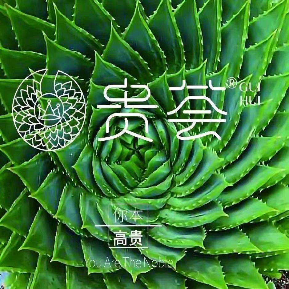 贵荟 国妆芦荟 海子街店