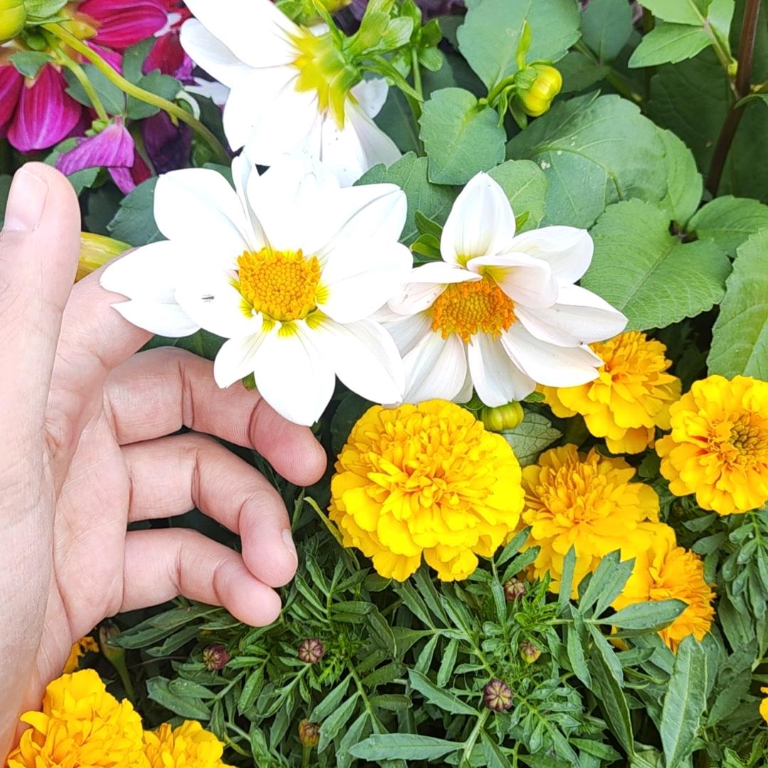 盐盐是个成分档