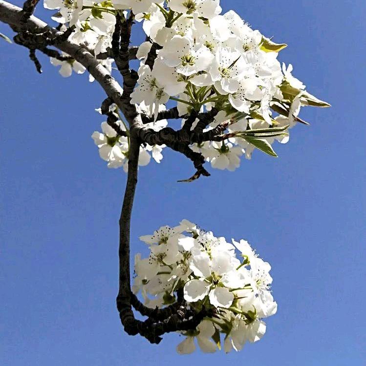 黎之花