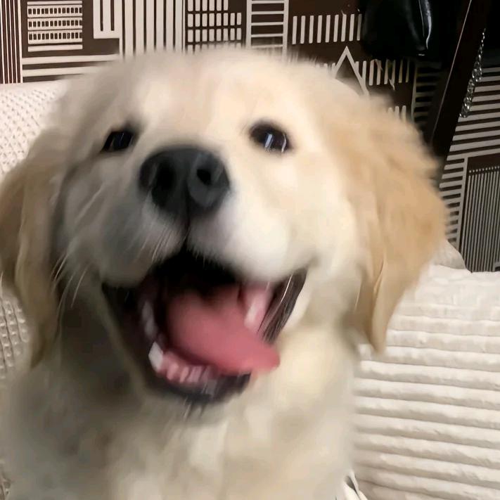 无敌暴龙兽