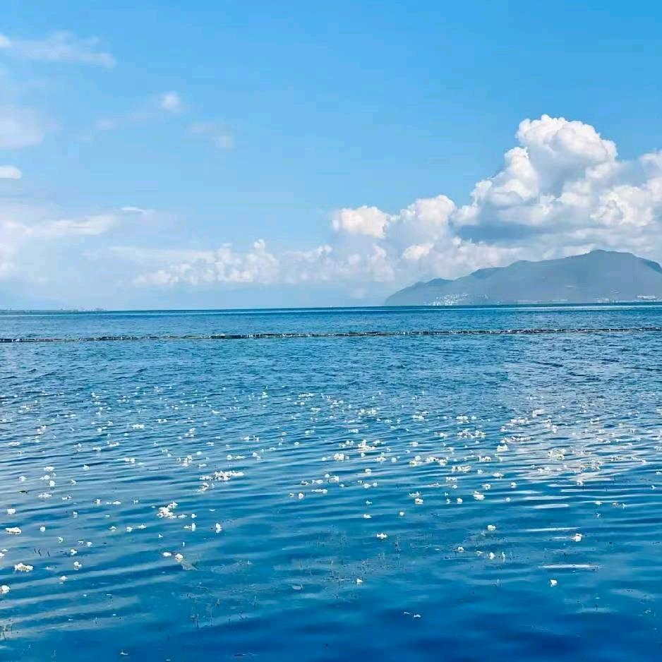 心海