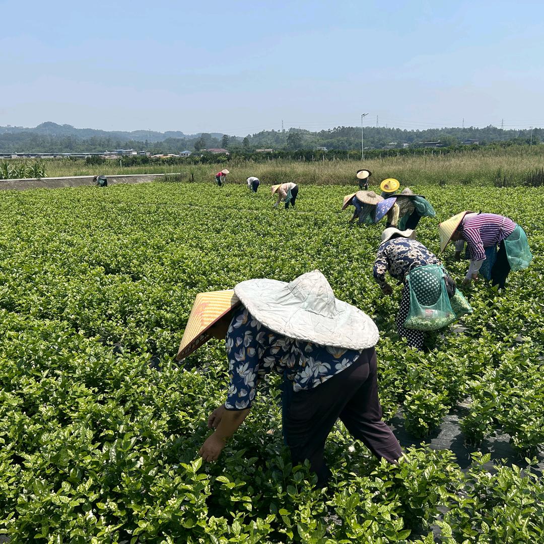 雅安农家茶