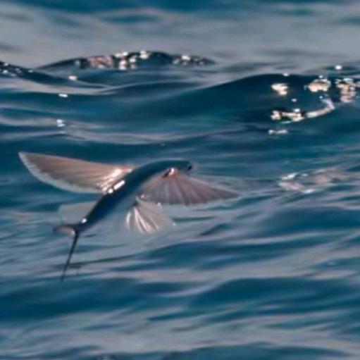 孟德尔的老豌豆