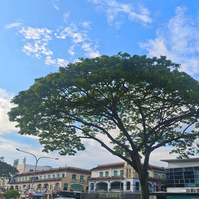 小七