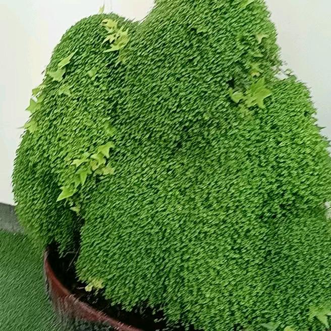 放羊的星星
