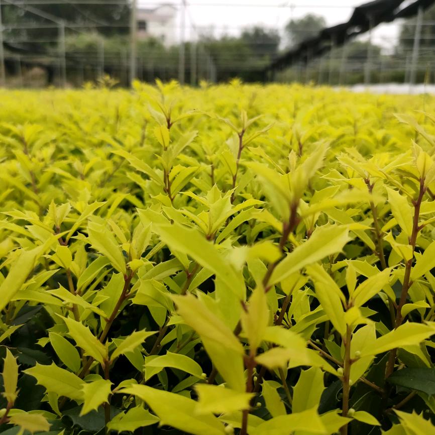 荔浦.同德花木
