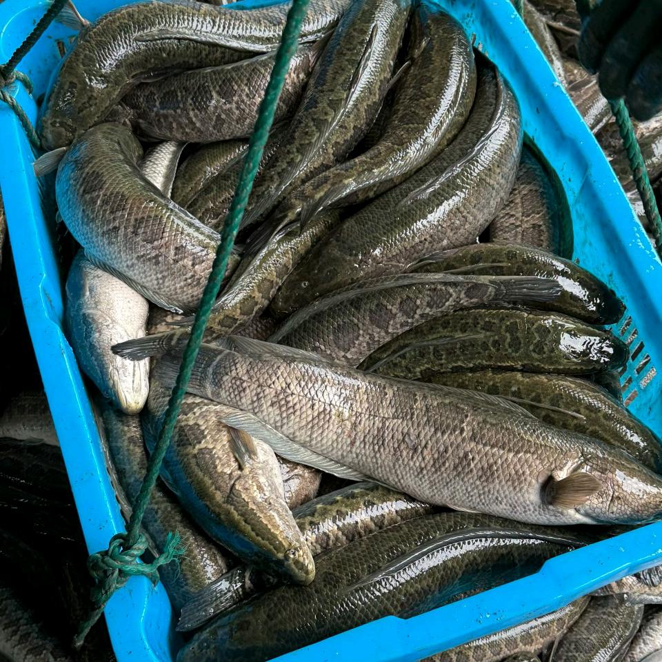 迎宾水产养殖基地