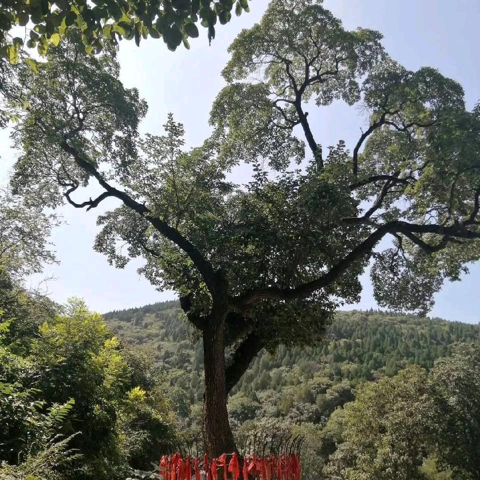 大叔小田