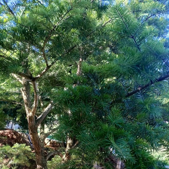 葑芯💞余生祉愛若水