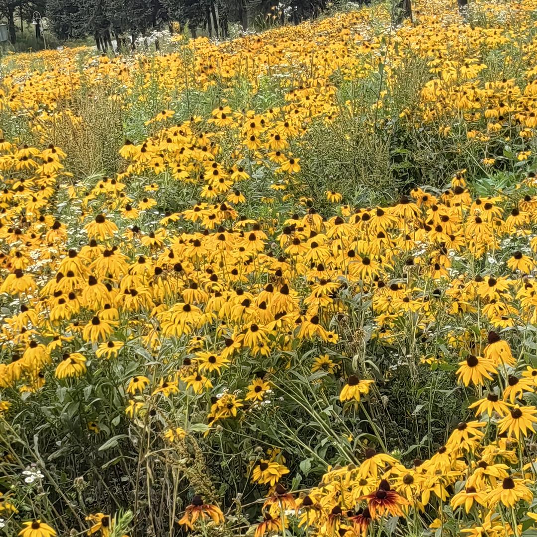 《左》《独自天涯》