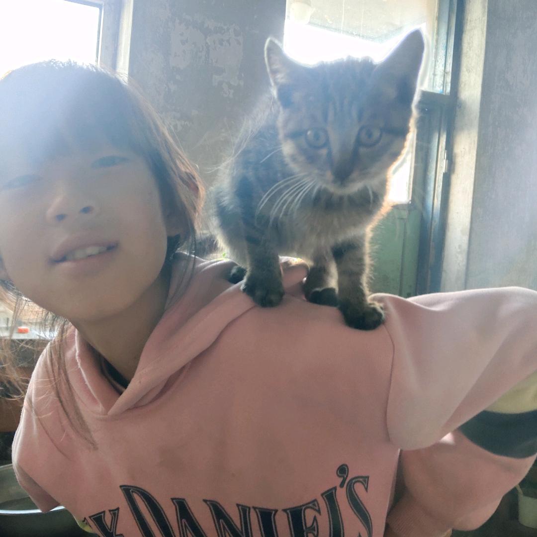 燕子在努力