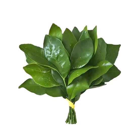 妙晨老师