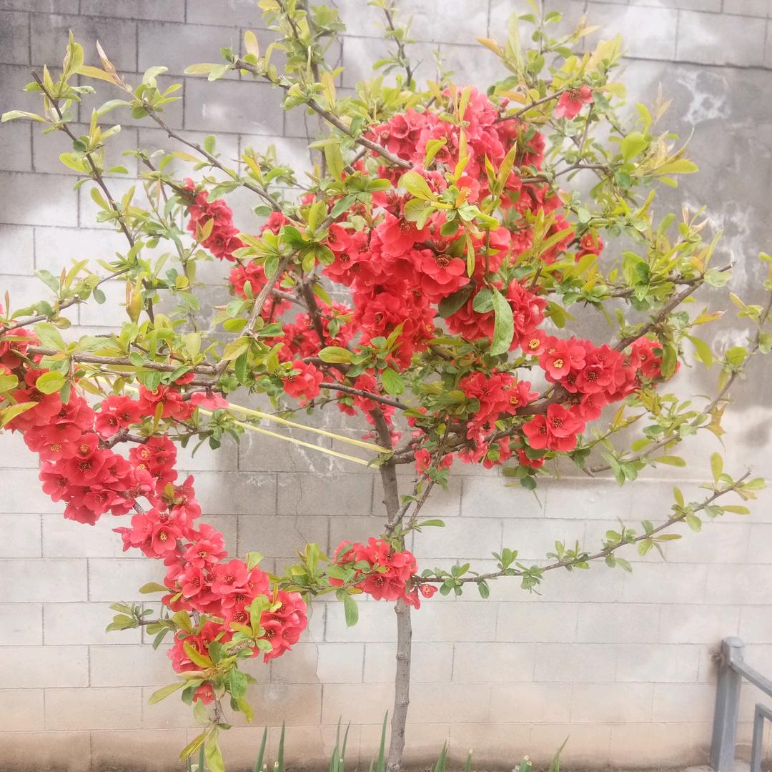 战狼N