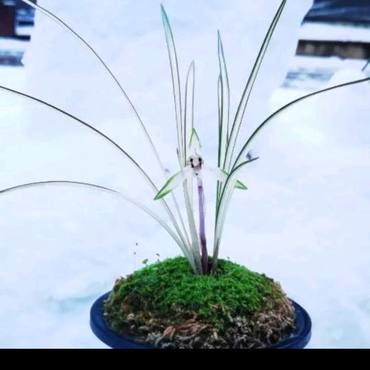 王宝源