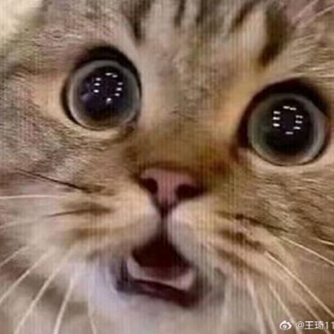 睡不着，根本睡不着的猪咪