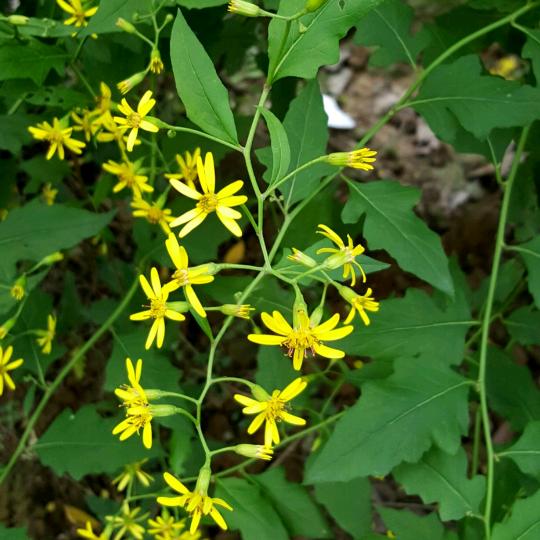 zhenanbencao浙南本草新编
