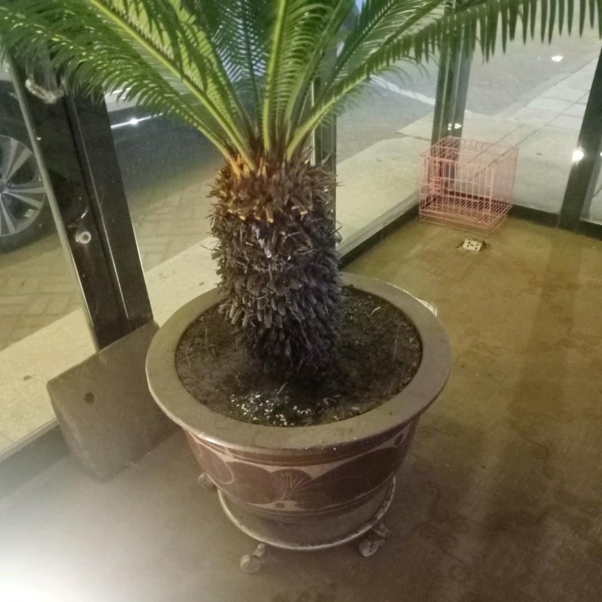 海扬