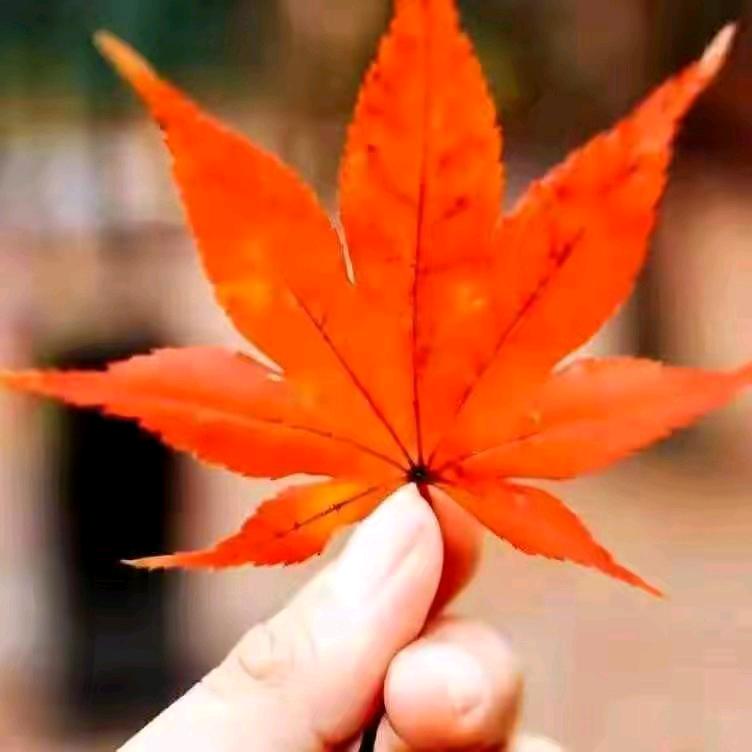 .？·；我会的人才是氵头像