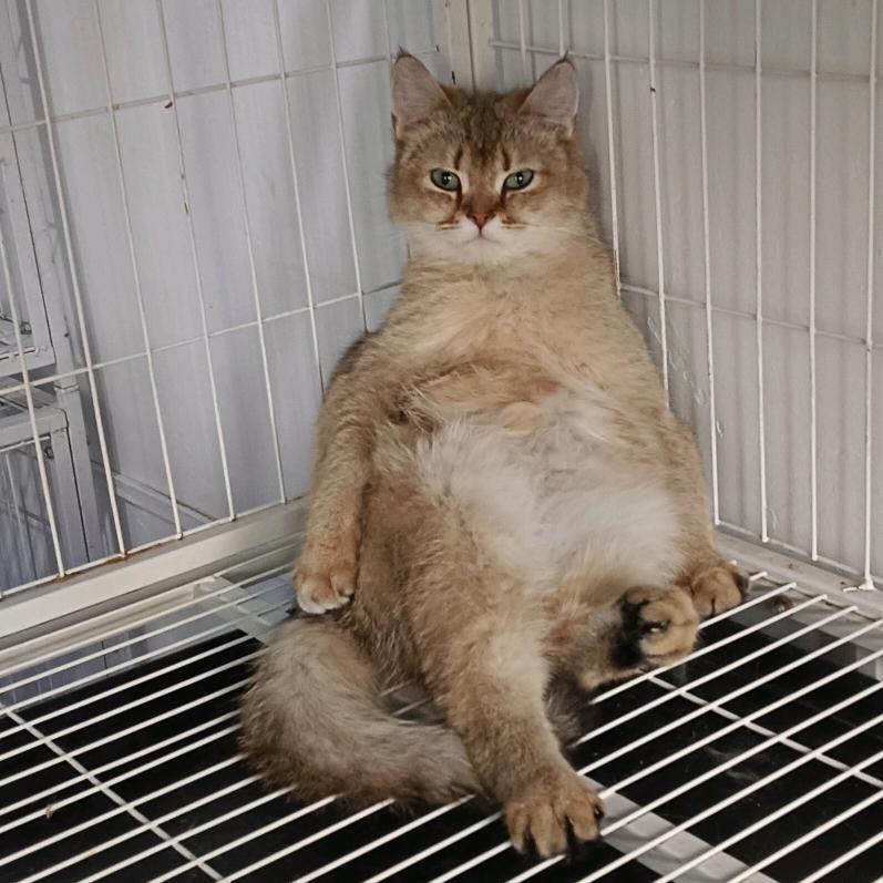 宠宠国贶猫舍