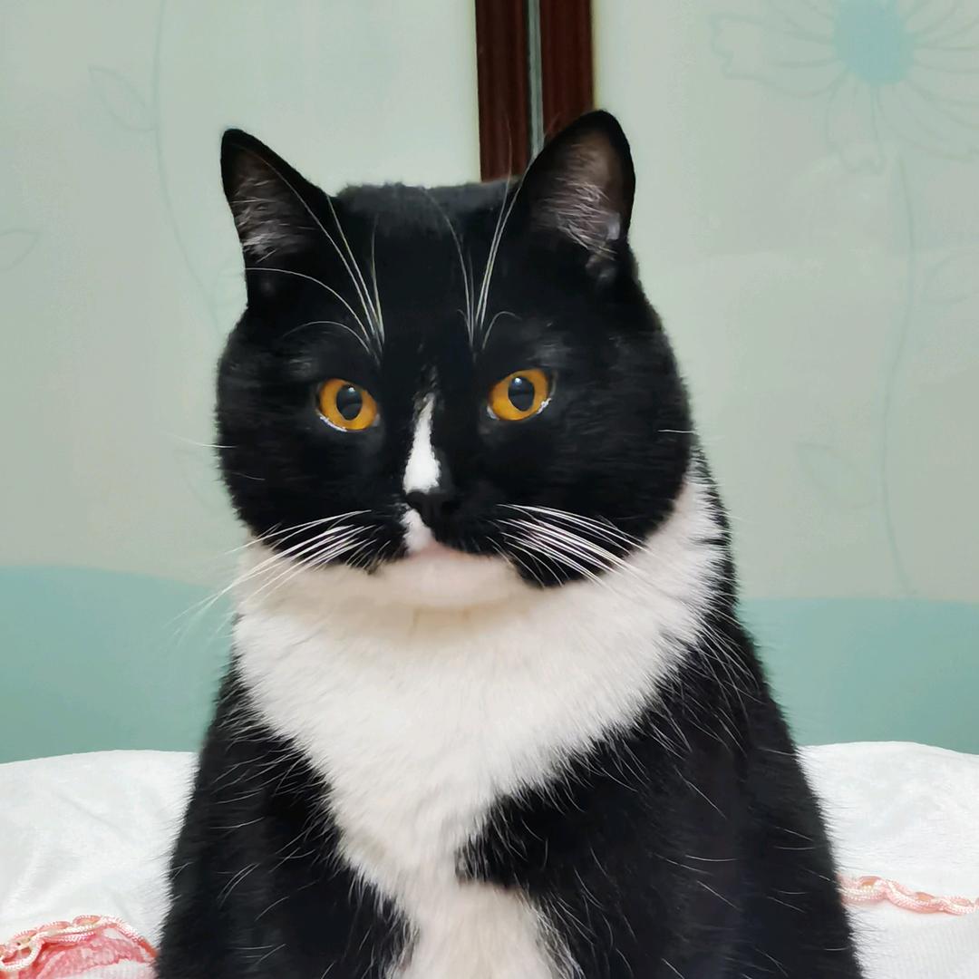 骆驼祥子拉房车