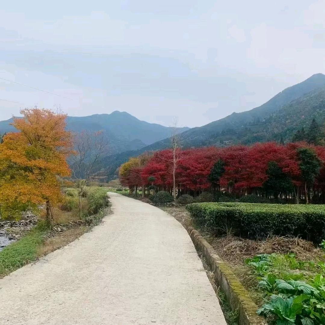 夏若星辰🍊