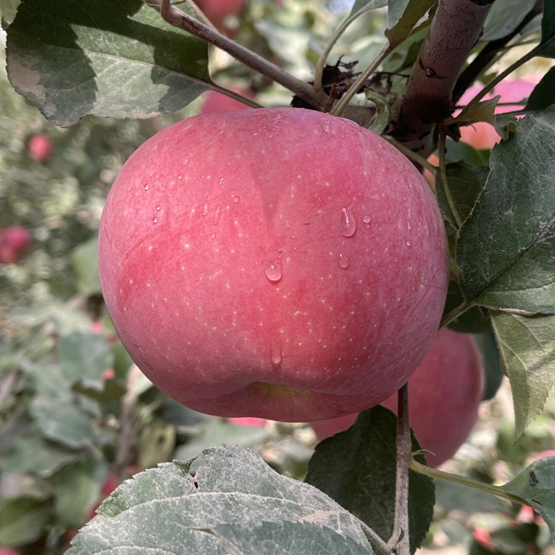 麦哥精选农产品