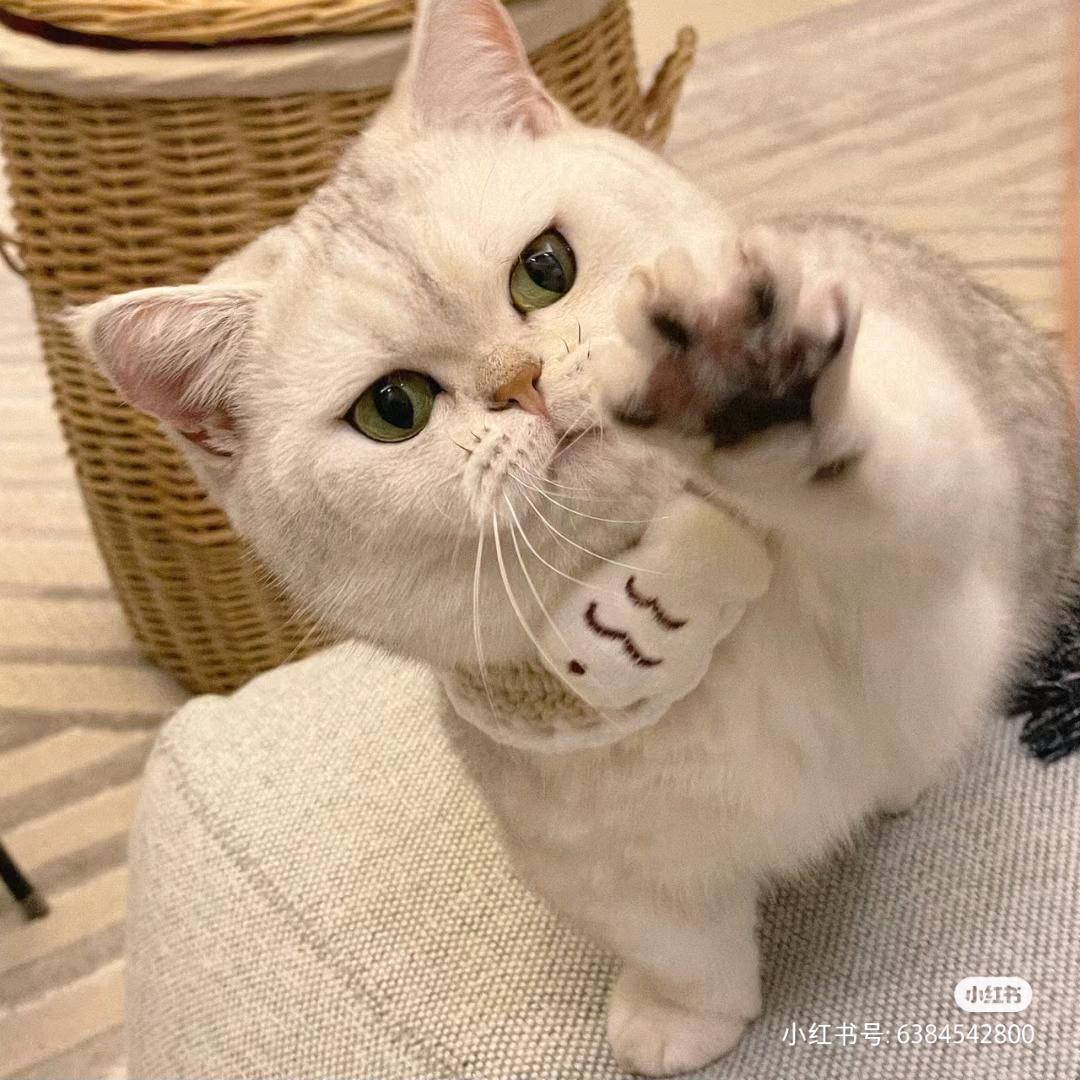 小猪咪蹦子
