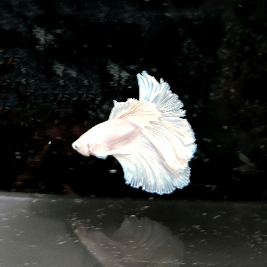 kio🐟