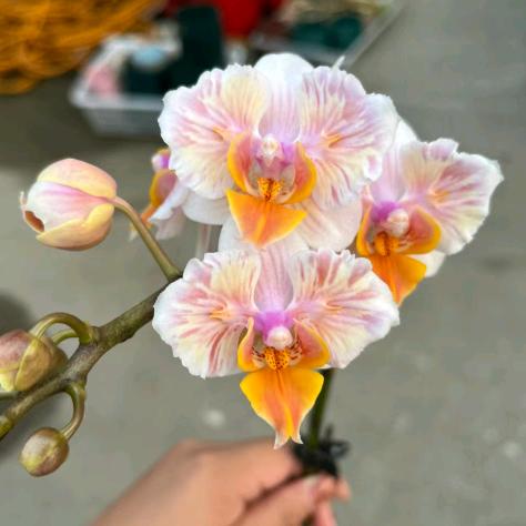 半亩花田花卉
