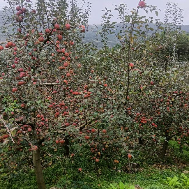 潇洒哥，不定时开播。林哥哥