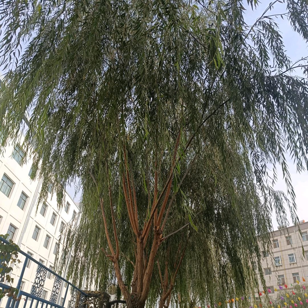木头