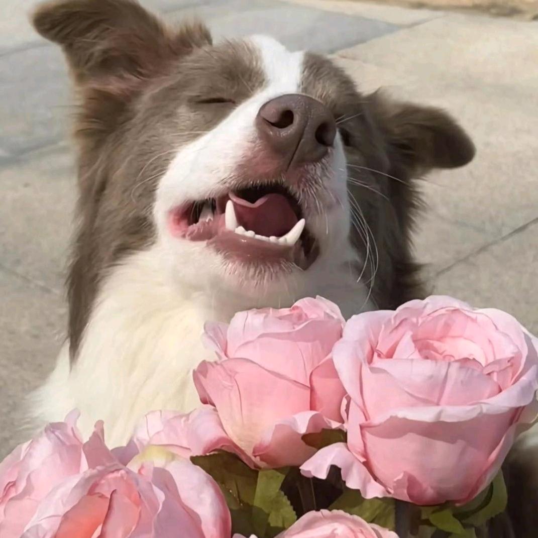 花开富贵诗🦁