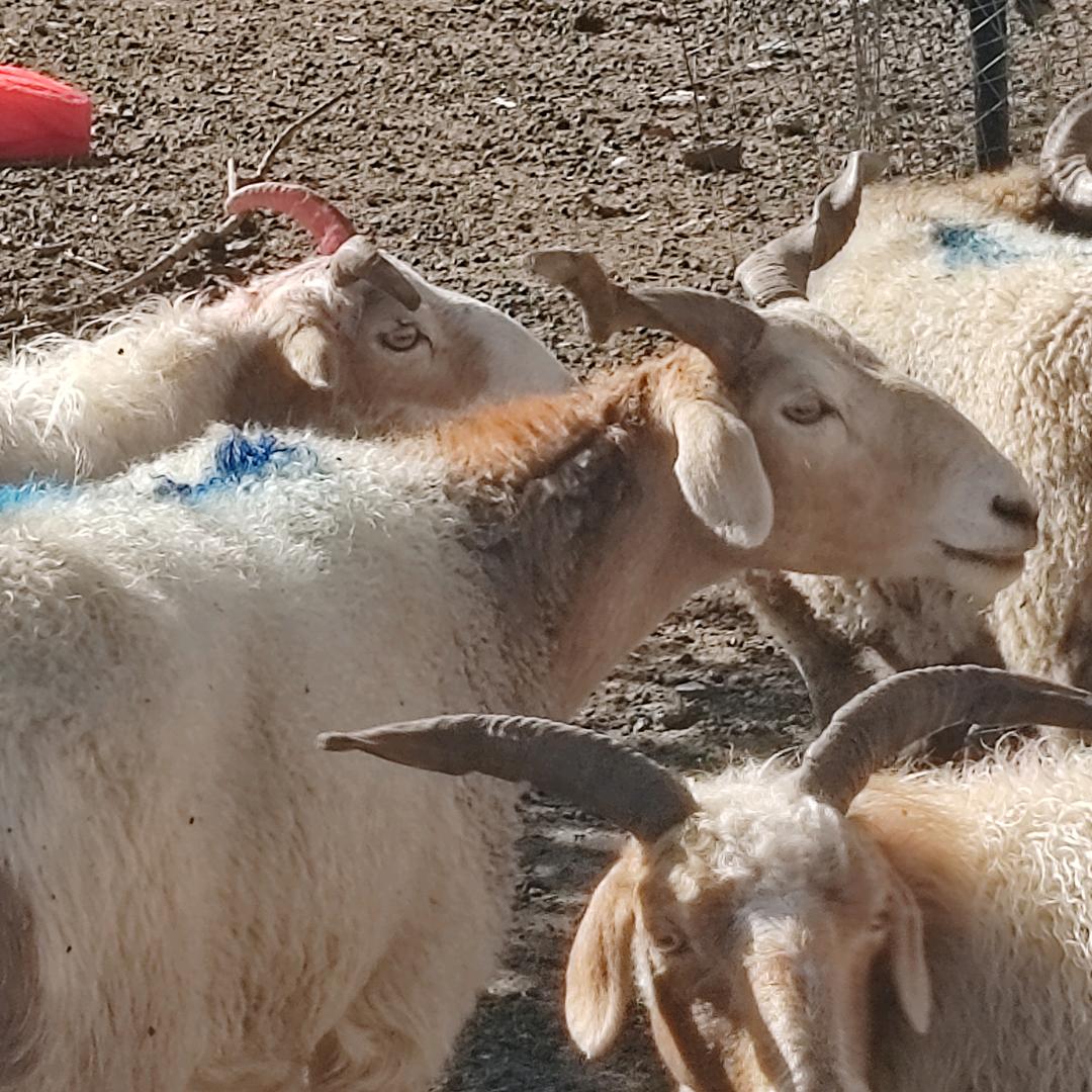 临潭县草膘牛羊肉