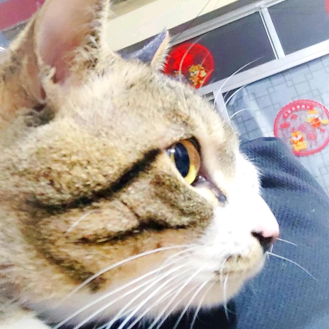迷路的兔兔