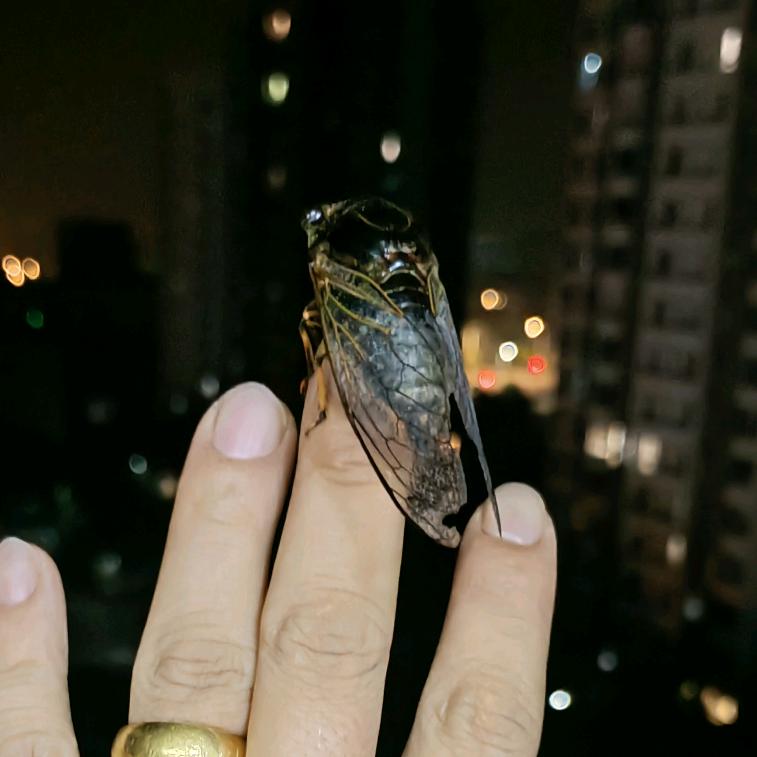 风语者（听风的蝉）