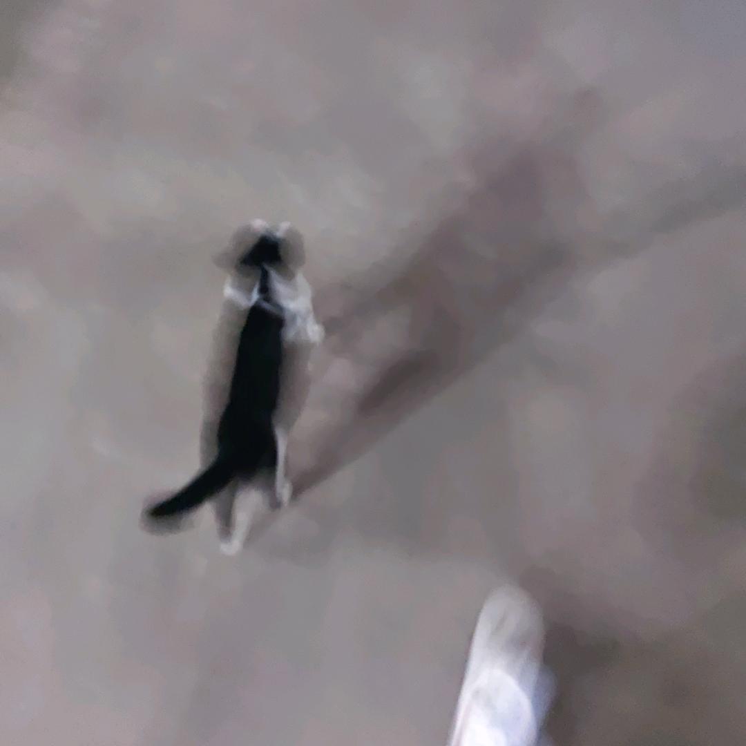 SW_脆脆鲨