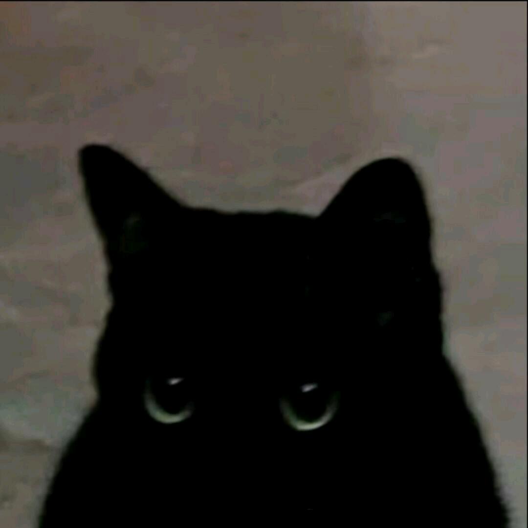 天才liko_liko小猫