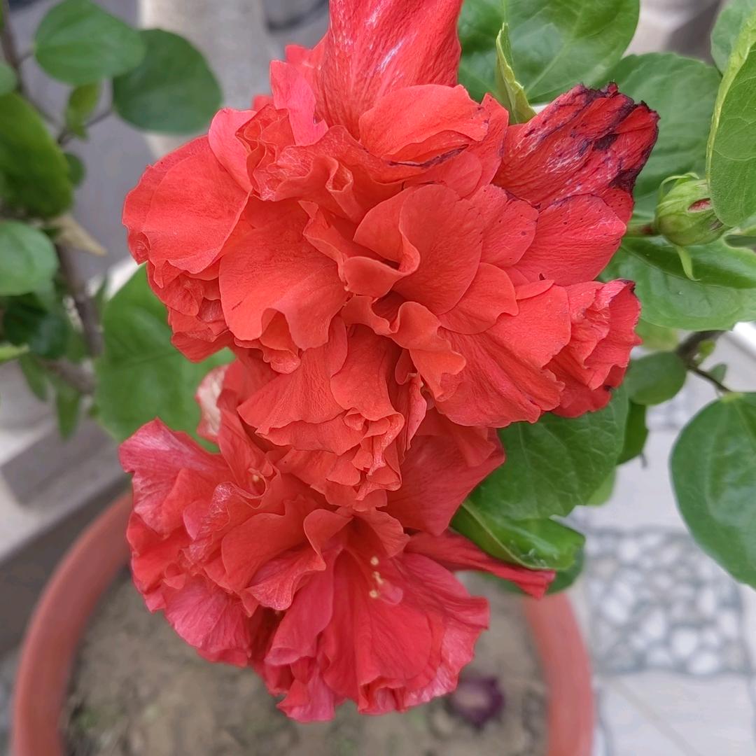 花开富贵🌸