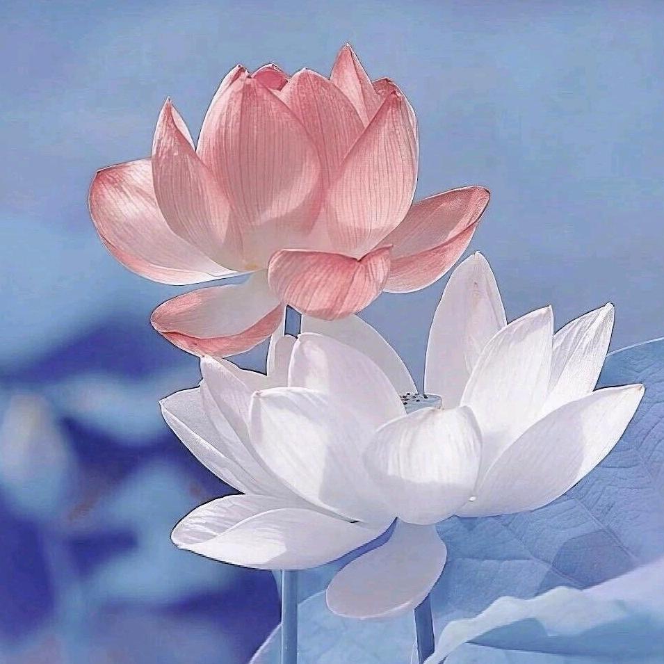 每天开心就好٩(๑^o^๑)۶