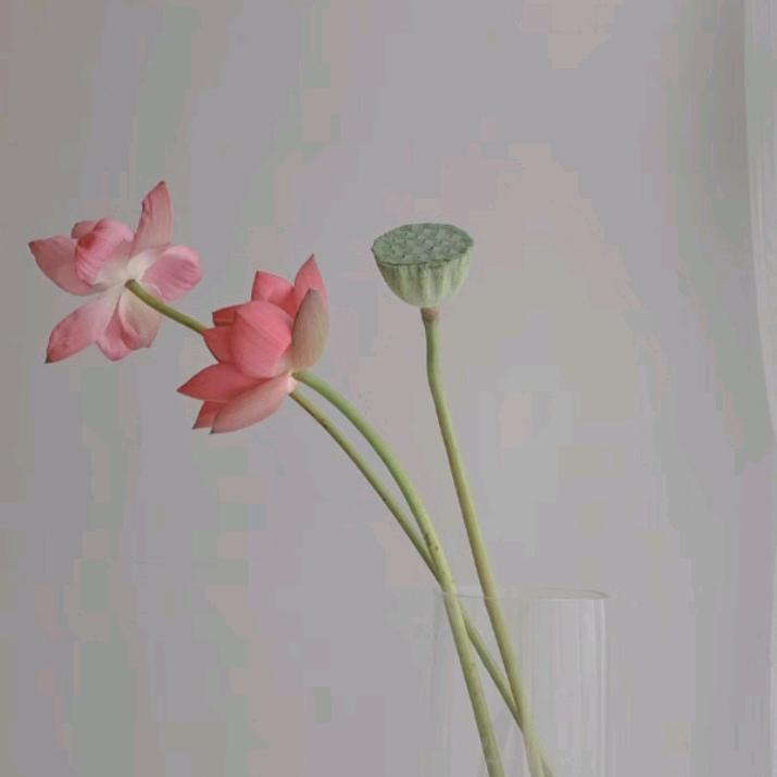 初见🌻