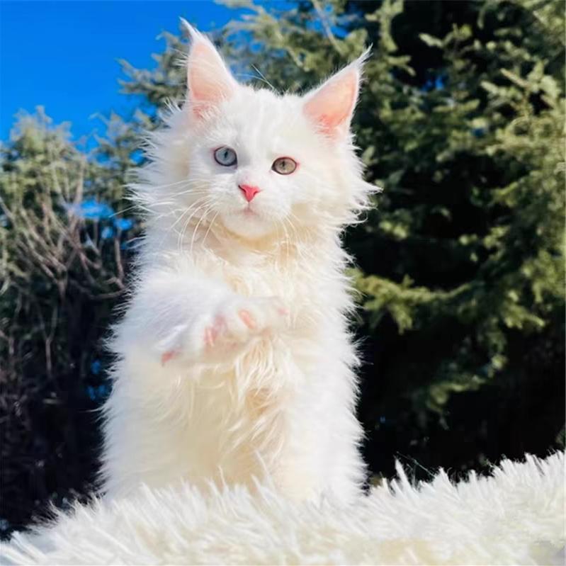养了只猫🐱