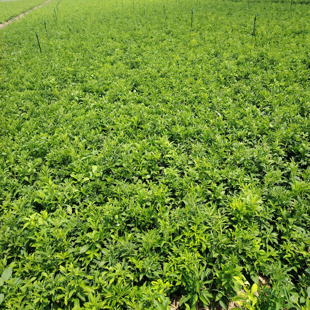 大海药业，抖音助农