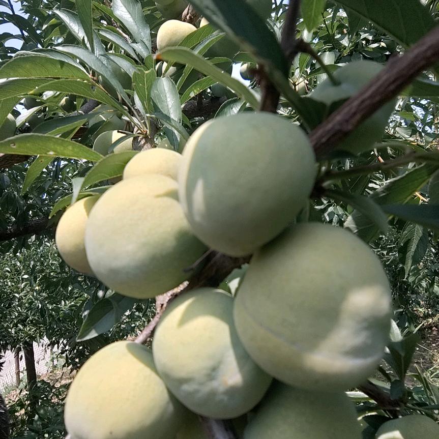 原声态绿色有李自家云丽果园