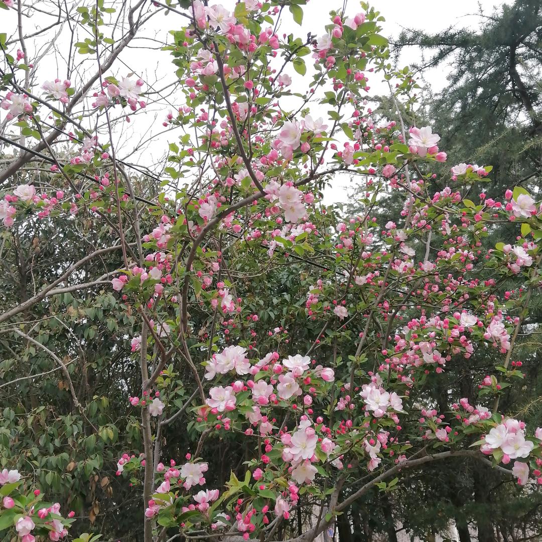 森林