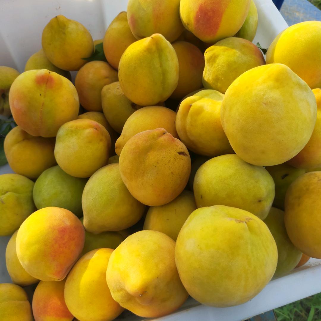 @新湾张@黄桃基地