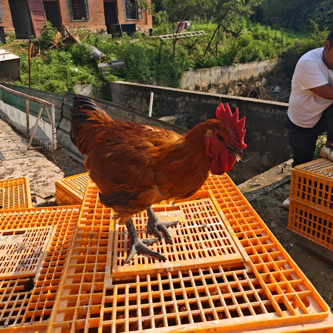 会理养鸡场🐔