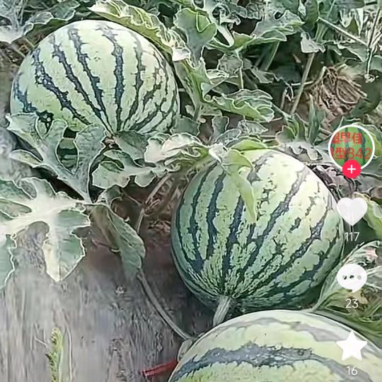 西瓜甘蔗大老李