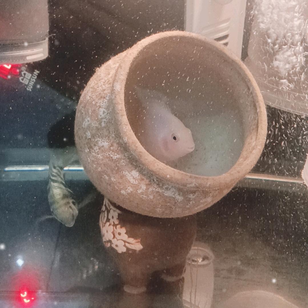 迷你鹦鹉孔雀鱼