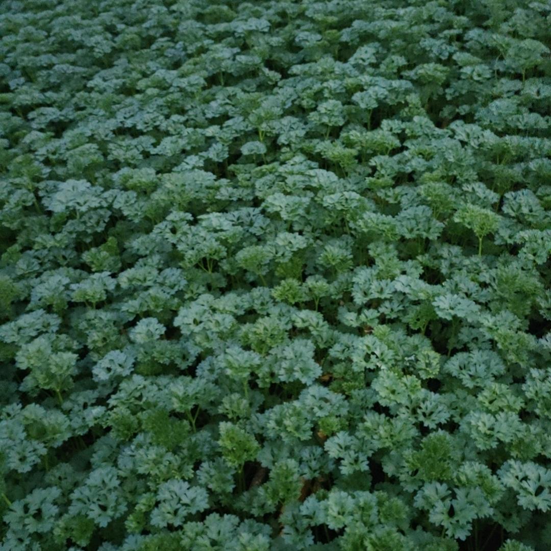 🌱余生🥬🌾🥀随❤️
